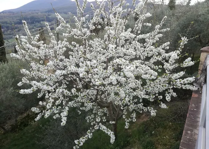 Ada Belriguardo