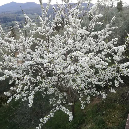 Ada Belriguardo